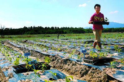 不同品種的蔬菜秧苗，定植時(shí)間不盡相同。