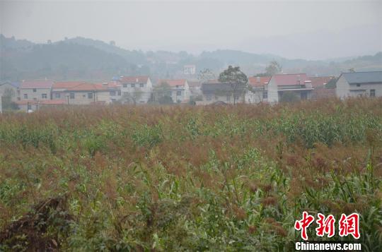 湖北大冶出現(xiàn)高粱絕收現(xiàn)象初步統(tǒng)計有1200余畝