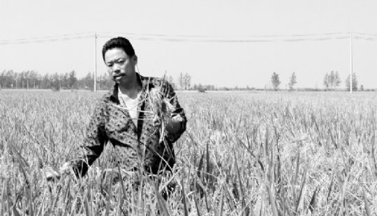 今年9月，農(nóng)戶拍下田地里患上稻瘟病的水稻。本報特派記者 黃敏 翻拍