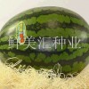 日本進(jìn)口精品西瓜種子，口感突出，肉質(zhì)硬，品質(zhì)佳。