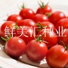 國外進(jìn)口，高品質(zhì)櫻桃型水果番茄，味道甜美，品質(zhì)卓越。