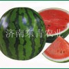 日本進口西瓜種子——天下一