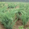 沙地柏價格，沙地柏基地首選定州鑫鑫苗圃