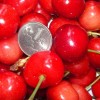 汶川甜櫻桃,汶川甜櫻桃貨源,汶川甜櫻桃采摘果園