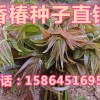 香椿芽 香椿樹(shù) 芽苗菜