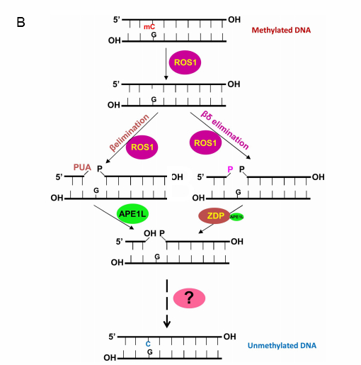 上海生科院發(fā)現(xiàn)調(diào)控種子印跡基因表達(dá)的新機制