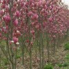 喬木價(jià)格紫玉蘭、紅梅、黃玉蘭、紅楓、紅玉蘭、雞爪槭、二喬玉蘭