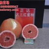 純正、質(zhì)優(yōu)的大三紅蜜柚苗出圃，可以開(kāi)始種植了，欲購(gòu)從速！