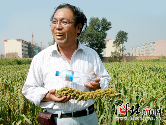 成熟的張雜谷谷穗長(zhǎng)度可超過(guò)30厘米。