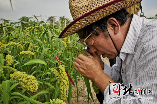 趙治海在觀察谷穗發(fā)育情況。