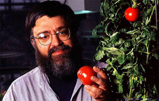 第一個(gè)轉(zhuǎn)基因農(nóng)作物－莎弗西紅柿