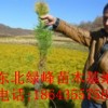 營養(yǎng)杯樟子松苗，占地樟子松樹苗，樟子松種子，樟子松苗價格
