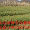 油松苗，營養(yǎng)杯云杉苗，云杉種子，青海云杉種子，云杉苗價格