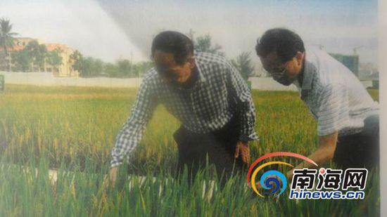 1976年袁隆平在海南基地給科技人員傳授技術(shù)。(南海網(wǎng)記者孫令正翻拍)