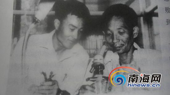 袁隆平與助手李必湖(左)鏡檢水稻雄性不育株花粉。(南海網(wǎng)記者孫令正翻拍)