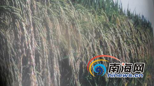 袁隆平研種的&ldquo;超級雜交水稻&rdquo;。據(jù)不完全統(tǒng)計，全世界有22億五千萬畝水稻，2013年中國的雜交稻在印度、越南、菲律賓、美國、巴西等國家推廣的面積有九千多萬畝，平均畝產(chǎn)量比當?shù)貎?yōu)良品種高出二百六十斤左右。如果世界上有一半的稻田種上雜交稻，所增產(chǎn)的糧食，按平均每畝增產(chǎn)二百六十斤計算，可以多養(yǎng)活四至五億人口。(南海網(wǎng)記者孫令正翻拍)