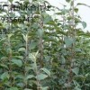 大量蘋果苗低價(jià)出售、1米以上蘋果苗大量供應(yīng)