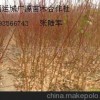 1公分桃樹(shù)成品苗大量出售、價(jià)格優(yōu)惠
