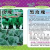 批發(fā)供應黑玫瑰黑葉白菜 耐熱抗病高產(chǎn)白梗黑葉白菜種子生長快速