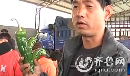 蘭陵縣的這種畸形辣椒，收購商表示一毛錢一斤也不想要。