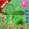 子豐華青速生易種陽臺(tái)盆栽家庭園藝矮腳美觀型小白菜蔬菜種子