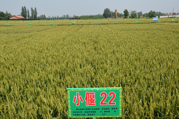 小麥主栽品種篩選示范小偃22為對(duì)照