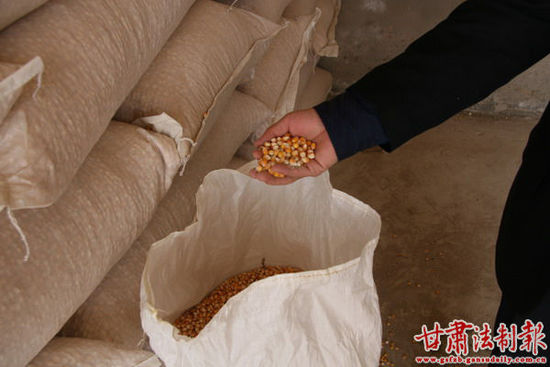 武威鐵路法院法官檢查玉米種子。