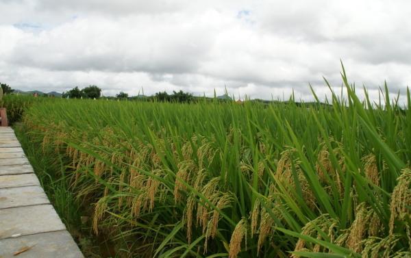 氮污染被認(rèn)為是21世紀(jì)人類面臨的最大環(huán)境挑戰(zhàn)之一。