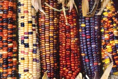 轉(zhuǎn)基因玉米，中商交農(nóng)業(yè)網(wǎng)，農(nóng)業(yè)