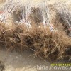 山東櫻桃苗信息，紅燈櫻桃苗