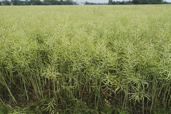 機收籽粒品種田間表現(xiàn)