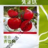 先正達齊達利番茄種子種苗原裝 高抗TY 高產