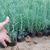 花海景觀系列|市場上有品質(zhì)的花海系列薰衣草小苗在哪里可以找到