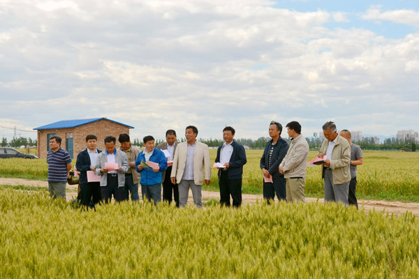 專家認真評估品種表現(xiàn)