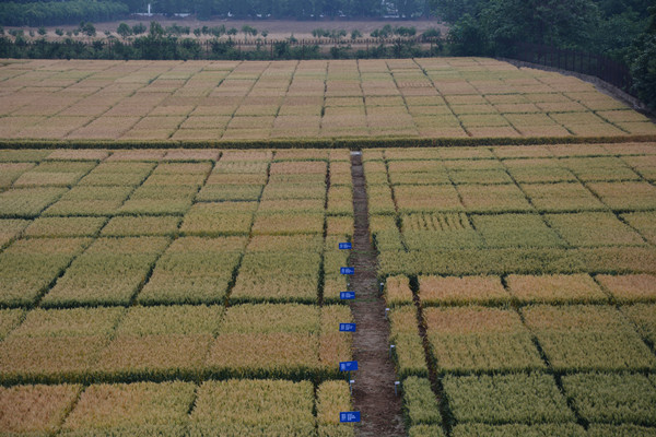 品種試驗種植管理規(guī)范