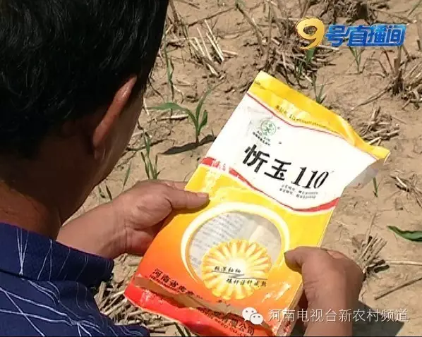 玉米種子出苗率低發(fā)芽難 同一種子竟兩個(gè)包裝