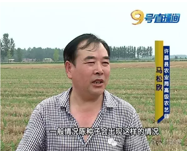 玉米種子出苗率低發(fā)芽難 同一種子竟兩個(gè)包裝