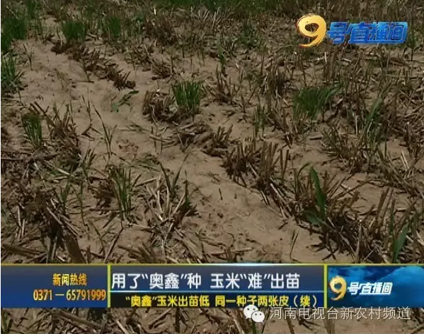 玉米種子出苗率低發(fā)芽難 同一種子竟兩個(gè)包裝