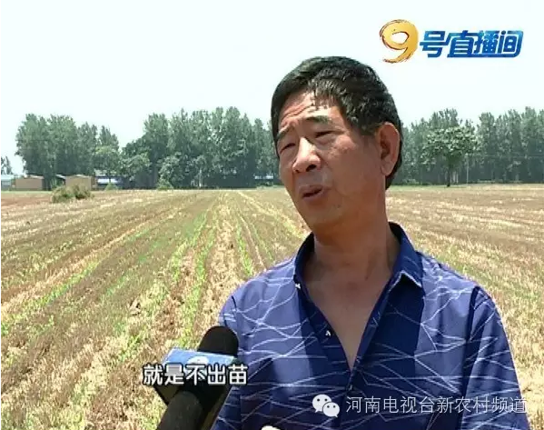 玉米種子出苗率低發(fā)芽難 同一種子竟兩個(gè)包裝