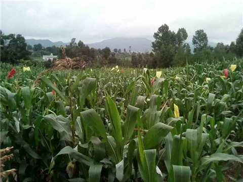 圖片其版權(quán)均歸原作者所有，未經(jīng)許可嚴(yán)禁轉(zhuǎn)載或建立鏡像，如需轉(zhuǎn)載，請(qǐng)與作者或本站聯(lián)系