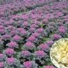 出售綠化草花，為您推薦有品質(zhì)的羽衣甘藍(lán)