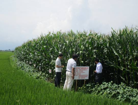 E:\品種管理室\2016年\玉米新品種展示\玉米新品種試驗(yàn)照片\局領(lǐng)導(dǎo)檢查\IMG_4102.JPG