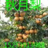 桃樹苗廠家，秋月梨樹苗，蘋果苗，山楂苗，柿子苗，北美海棠