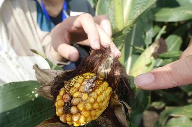 非轉(zhuǎn)基因玉米有明顯的蟲(chóng)咬過(guò)的痕跡