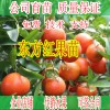 賀州哪里有東方紅桔小苗供應(yīng)