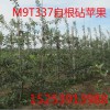 M9T337自根砧矮化蘋果苗，矮化蘋果苗,M26矮化蘋果苗