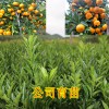 百色南瓜橘果樹(shù)苗基地批發(fā)｜百色南瓜橘果樹(shù)苗銷售價(jià)格