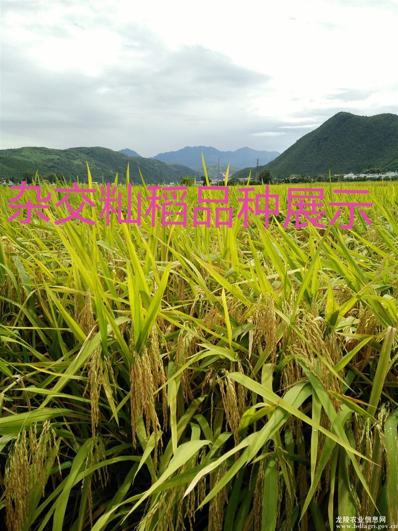 圖片其版權(quán)均歸原作者所有，未經(jīng)許可嚴(yán)禁轉(zhuǎn)載或建立鏡像，如需轉(zhuǎn)載，請(qǐng)與作者或本站聯(lián)系