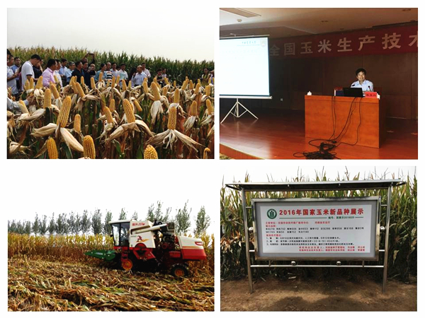 全國玉米生產(chǎn)技術(shù)現(xiàn)場觀摩交流會(huì)在河南鶴壁召開2016100802.jpg