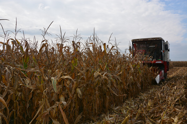 機收籽粒品種示范收獲